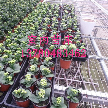 溫室<a href='/' target='_blank'><a href='http://www.kookla.cn/miaochuangsheshi/203.html'target='_blank'>花架網(wǎng)</a></a>廠家